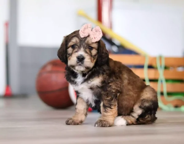 F1 Standard Bernedoodle - Angela ( F )