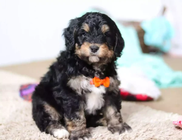 F1 Medium/Standard Bernedoodle - Cosmo ( M )