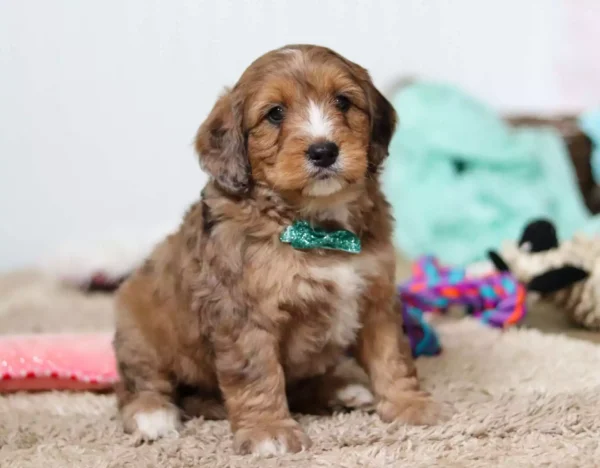 F1 Medium/Standard Bernedoodle - Rocket ( M )