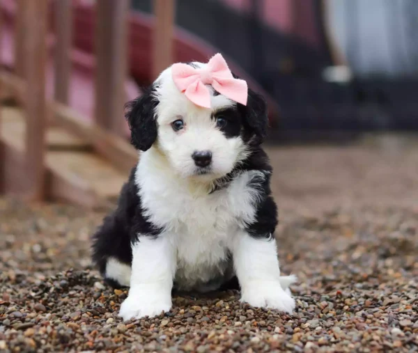 F1 Medium Bernedoodle - Henna ( F )