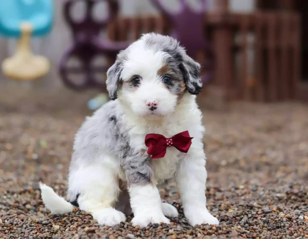 F1 Mini/Medium Bernedoodle - Savannah ( F )