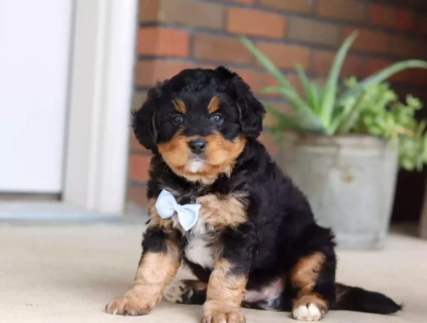 F1 Mini/Medium Bernedoodle - Barnes ( M )