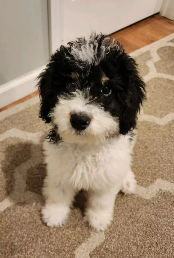 Bernedoodle - Rhonda - Training Pup ( F )